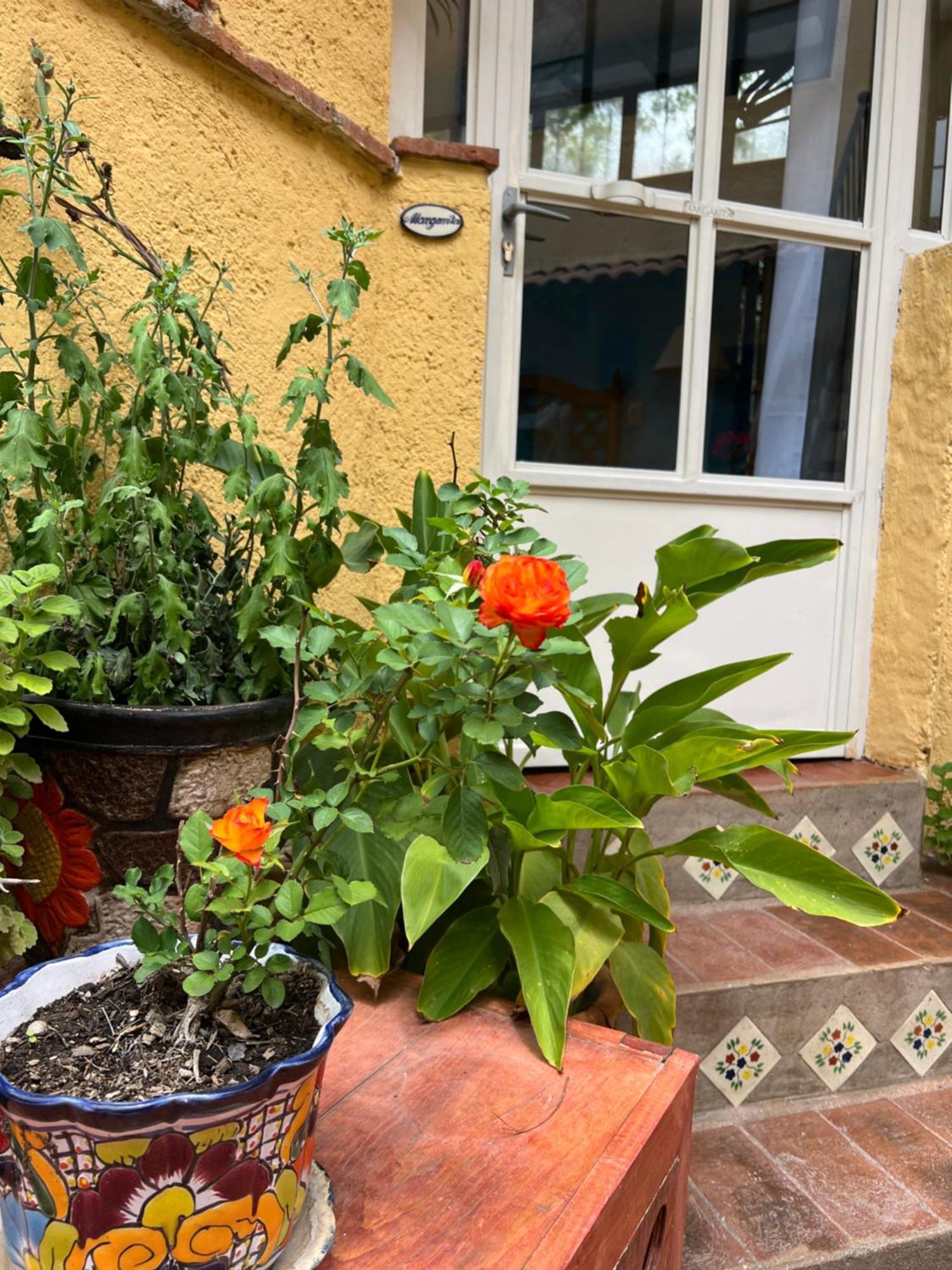 Boutique Hotel Casa Camellia San Miguel de Allende Exterior foto